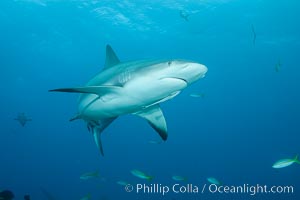 Caribbean reef shark, Carcharhinus perezi