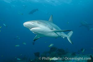 Caribbean reef shark, Carcharhinus perezi