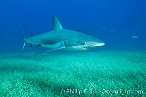 Caribbean reef shark swimming over eel grass, Carcharhinus perezi