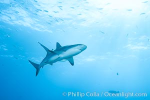 Caribbean reef shark, Carcharhinus perezi