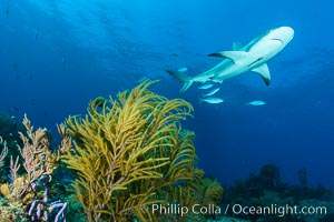 Caribbean reef shark swims over coral reef, Carcharhinus perezi