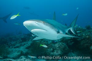 Caribbean reef shark, Carcharhinus perezi