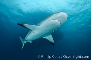 Caribbean reef shark, Carcharhinus perezi