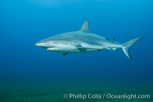 Caribbean reef shark swimming over eel grass, Carcharhinus perezi