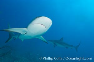 Caribbean reef shark, Carcharhinus perezi