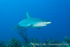 Caribbean reef shark swims over a coral reef, Carcharhinus perezi