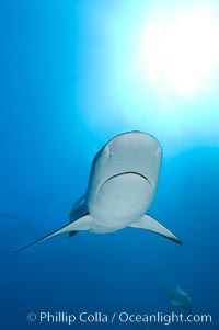 Caribbean reef shark, Carcharhinus perezi