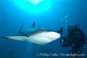 Caribbean reef shark swims in front of underwater photographer Jim Abernethy, Carcharhinus perezi