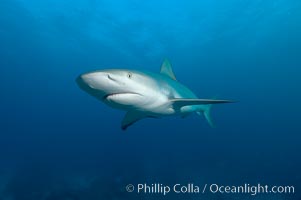 Caribbean reef shark, Carcharhinus perezi