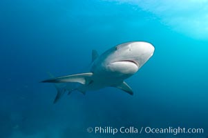 Caribbean reef shark, Carcharhinus perezi