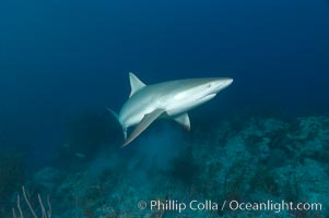 Caribbean reef shark swims over a coral reef, Carcharhinus perezi