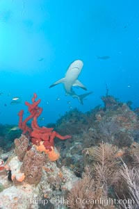 Caribbean reef shark swims over a coral reef, Carcharhinus perezi