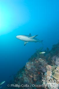 Caribbean reef shark swims over a coral reef, Carcharhinus perezi