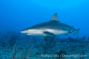 Caribbean reef shark swims over a coral reef, Carcharhinus perezi