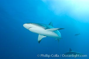 Caribbean reef shark, Carcharhinus perezi