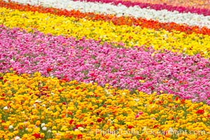 The Carlsbad Flower Fields, 50+ acres of flowering Tecolote Ranunculus flowers, bloom each spring from March through May