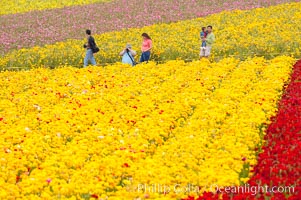 The Carlsbad Flower Fields, 50+ acres of flowering Tecolote Ranunculus flowers, bloom each spring from March through May