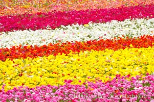 The Carlsbad Flower Fields, 50+ acres of flowering Tecolote Ranunculus flowers, bloom each spring from March through May