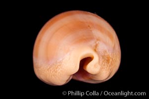 Carnelian Cowrie, Cypraea carneola crassa