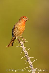 House finch, immature, Carpodacus mexicanus, Amado, Arizona