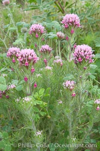 Purple owls clover blooms in spring, Castillejo exserta, San Elijo Lagoon, Encinitas, California