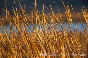 Cattails, Batiquitos Lagoon, Carlsbad, California