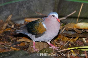 Emerald dove, native to Southeast Asia, Chalcophaps indica