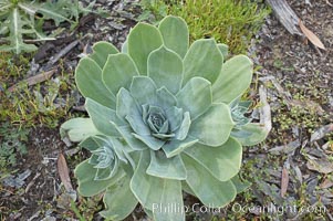 Chalk live-forever, Batiquitos Lagoon, Carlsbad, Dudleya pulverulenta