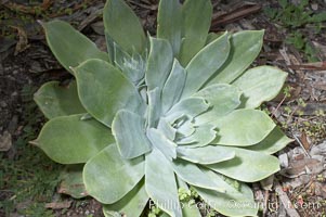 Chalk live-forever, Batiquitos Lagoon, Carlsbad, Dudleya pulverulenta