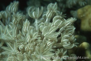 Chatter coral polyps, detail, Northern Red Sea, Egyptian Red Sea