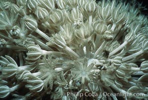 Chatter coral polyps, detail, Northern Red Sea, Egyptian Red Sea