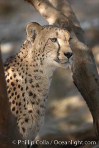 Cheetah, Acinonyx jubatus