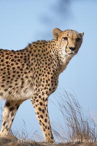 Cheetah, Acinonyx jubatus
