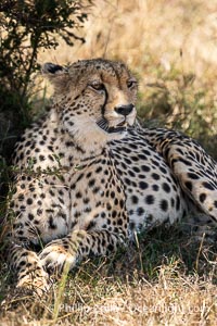 Cheetah, Mara North Conservancy, Kenya, Acinonyx jubatus