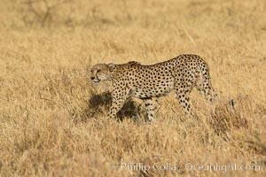 Cheetah, Meru National Park, Acinonyx jubatus