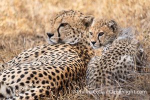 Cheetah mother and cub, Nairobi National Park, Kenya, Acinonyx jubatus