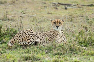 Cheetah, Olare Orok Conservancy, Acinonyx jubatus