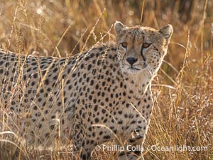 Cheetah in tall grass in the Masai Mara, Acinonyx jubatus, Kenya, Acinonyx jubatus, Maasai Mara National Reserve
