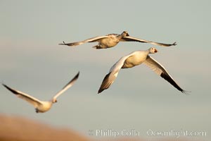 Snow geese in flight, late afternoon light, Chen caerulescens, Bosque Del Apache, Socorro, New Mexico