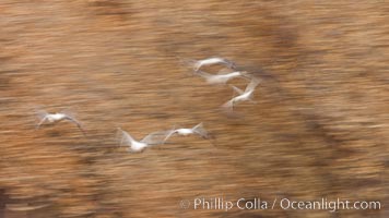 Snow geese in flight, wings are blurred in long time exposure as they are flying, Chen caerulescens, Bosque Del Apache, Socorro, New Mexico