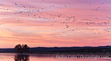 Flocks of geese at sunrise, in flight, Chen caerulescens, Bosque del Apache National Wildlife Refuge, Socorro, New Mexico