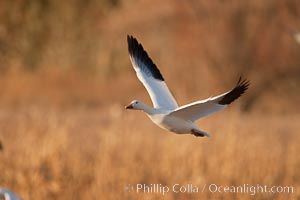 Snow goose in flight, Chen caerulescens, Bosque Del Apache, Socorro, New Mexico