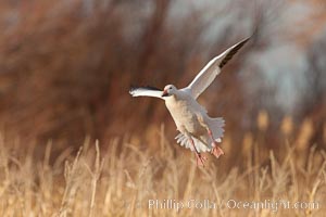 Snow goose in flight, Chen caerulescens, Bosque Del Apache, Socorro, New Mexico