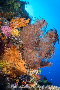Colorful Chironephthya soft coral coloniea in Fiji, hanging off wall, resembling sea fans or gorgonians, Chironephthya, Crinoidea, Gorgonacea, Vatu I Ra Passage, Bligh Waters, Viti Levu  Island