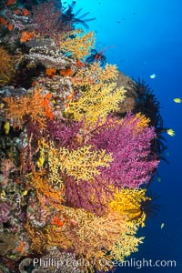 Colorful Chironephthya soft coral coloniea in Fiji, hanging off wall, resembling sea fans or gorgonians, Chironephthya, Gorgonacea, Vatu I Ra Passage, Bligh Waters, Viti Levu  Island