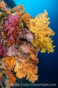 Colorful Chironephthya soft coral coloniea in Fiji, hanging off wall, resembling sea fans or gorgonians, Vatu I Ra Passage, Bligh Waters, Viti Levu Island