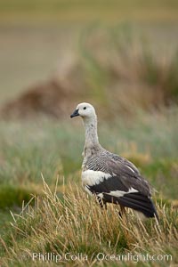 Upland goose, male, walking across grasslands. Males have a white head and breast, females are brown with black-striped wings and yellow feet. Upland geese are 24-29"  long and weigh about 7 lbs, Chloephaga picta, New Island