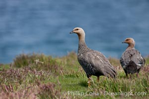 Upland geese, female, walking across grasslands. Males have a white head and breast, females are brown with black-striped wings and yellow feet. Upland geese are 24-29"  long and weigh about 7 lbs, Chloephaga picta, New Island