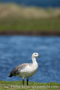 Upland goose, male, beside pond in the interior of Carcass Island near Dyke Bay, Chloephaga picta