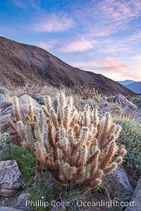 Cholla cactus, sunrise, dawn, Palm Canyon, Anza-Borrego Desert State Park, Opuntia, Borrego Springs, California